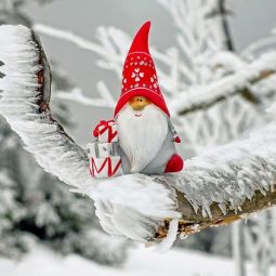 Cute cuddly Santa sitting on snowy tree branch